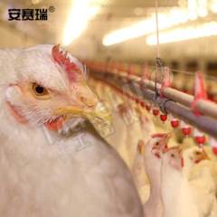安赛瑞 鸡用六分圆管钢球饮水器 530099 个  