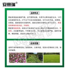 安赛瑞 草坪种子 531064 包  
